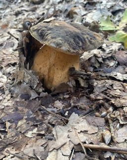 Boletus Aereus