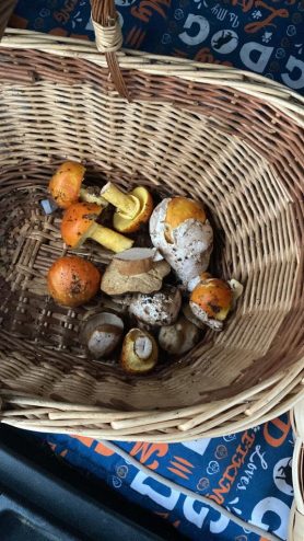 Cesta de huevos de rey y boletus aereus