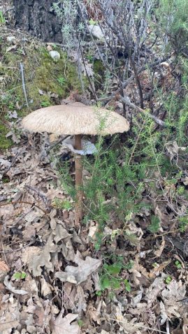 Parasol (Macrolepiota procera)