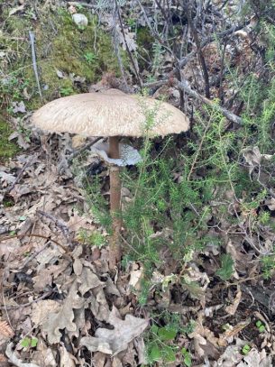 WhatsApp Image 2025-01-15 at 09.27.56 (3) Parasol (Macrolepiota procera)