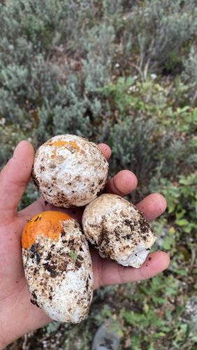 Huevos de Rey (Amanita Cesarea) con su característica volva