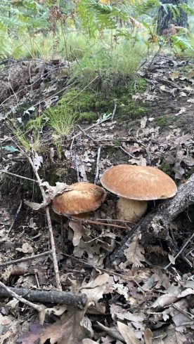 Boletus aestivalis