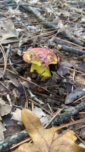 Boletus Regius